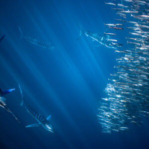 Three striped marlin approaching a column of bait fish in blue water, Magdalena Bay, Baja California Sur, Mexico