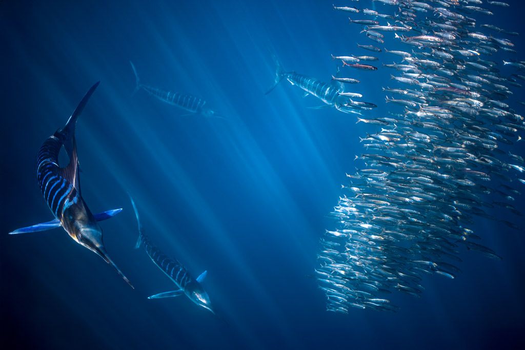 Three striped marlin approaching a column of bait fish in blue water, Magdalena Bay, Baja California Sur, Mexico
