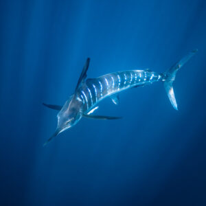 Striped marlin with lit-up stripes swimming under sun rays, Magdalena Bay, Baja California Sur, Mexico