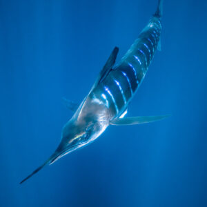 Striped marlin descending diagonally in blue water, vertical framing, Magdalena Bay, Baja California Sur, Mexico