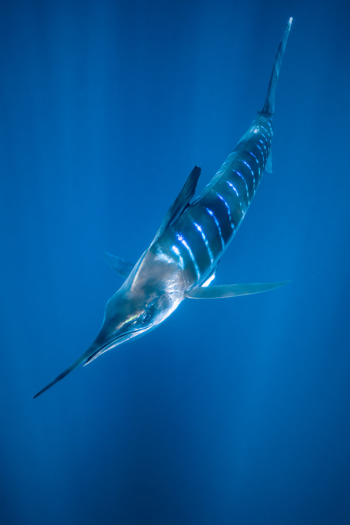 Striped marlin descending diagonally in blue water, vertical framing, Magdalena Bay, Baja California Sur, Mexico