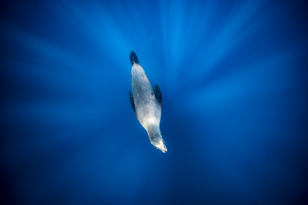 Otarie plongeant à la verticale au milieu de rayons de soleil en éventail, baie de Magdalena, Basse-Californie du Sud, Mexique