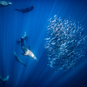 Sea lions hunting around a round bait ball in deep blue water, Magdalena Bay, Baja California Sur, Mexico