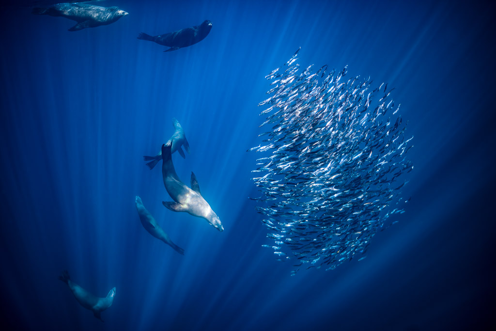 Sea lions hunting around a round bait ball in deep blue water, Magdalena Bay, Baja California Sur, Mexico