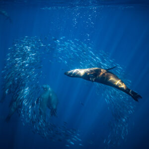 Sea lion swimming across a curved school of fish under sun rays, Magdalena Bay, Baja California Sur, Mexico
