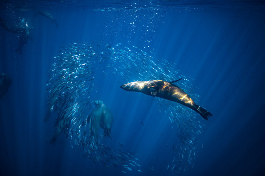 Sea lion swimming across a curved school of fish under sun rays, Magdalena Bay, Baja California Sur, Mexico