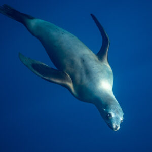 Sea lion banking downward with flippers spread in deep blue water, Magdalena Bay, Baja California Sur, Mexico