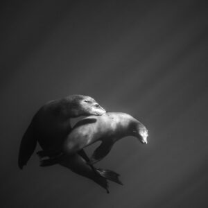Black-and-white image of two sea lions swimming together under light rays, Magdalena Bay, Baja California Sur, Mexico