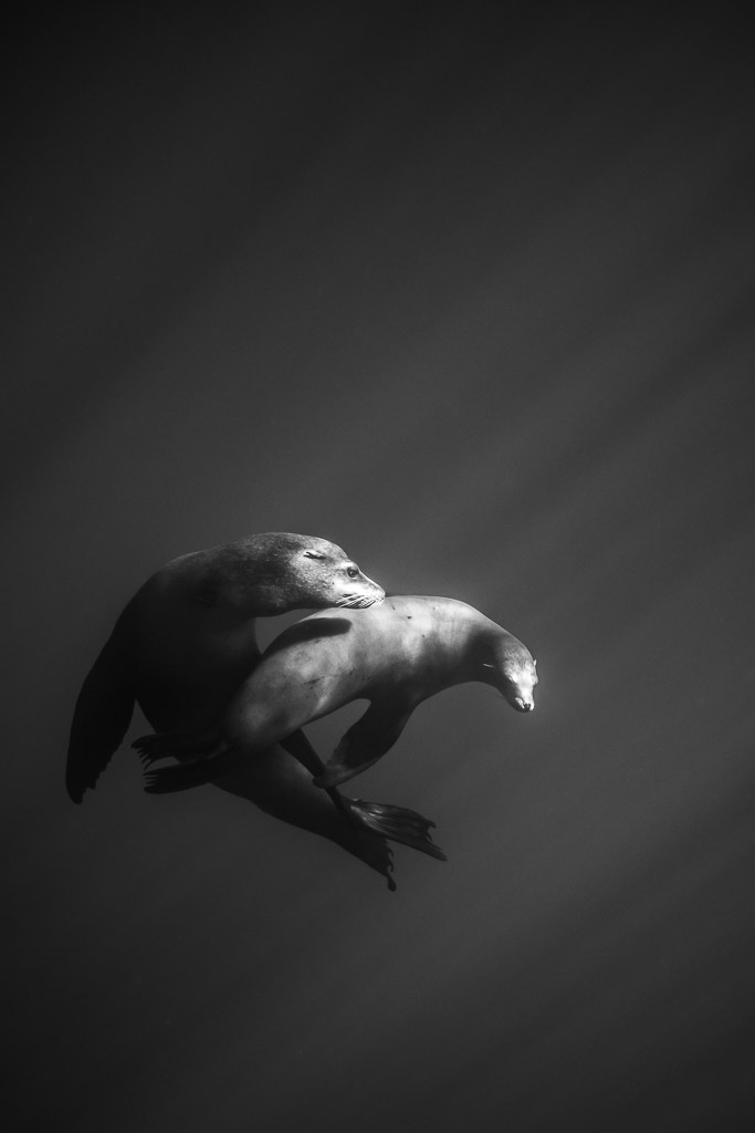 Image en noir et blanc de deux otaries nageant ensemble sous des rais de lumière, baie de Magdalena, Basse-Californie du Sud, Mexique