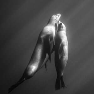 Black-and-white image of two sea lions rising side by side, Magdalena Bay, Baja California Sur, Mexico