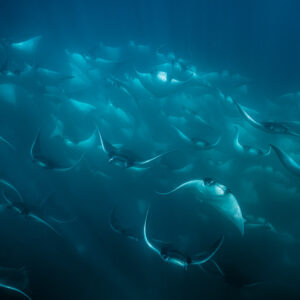 Huge school of mobula rays filling the frame in turquoise water, Magdalena Bay, Baja California Sur, Mexico