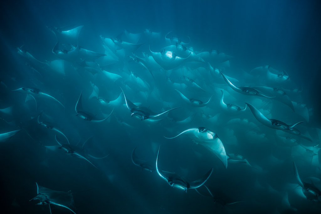 Huge school of mobula rays filling the frame in turquoise water, Magdalena Bay, Baja California Sur, Mexico