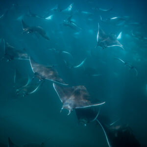 Mobula rays swimming in loose formation through green-blue water, Magdalena Bay, Baja California Sur, Mexico