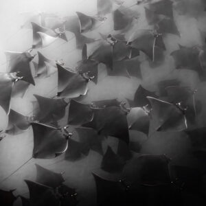 Black-and-white image of a dense school of mobula rays seen from above, Magdalena Bay, Baja California Sur, Mexico