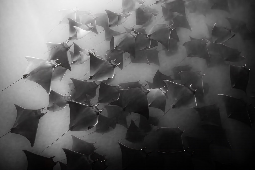 Black-and-white image of a dense school of mobula rays seen from above, Magdalena Bay, Baja California Sur, Mexico