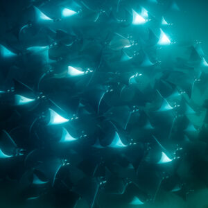 Mobula rays with bright white wingtips crowding in teal water, Magdalena Bay, Baja California Sur, Mexico