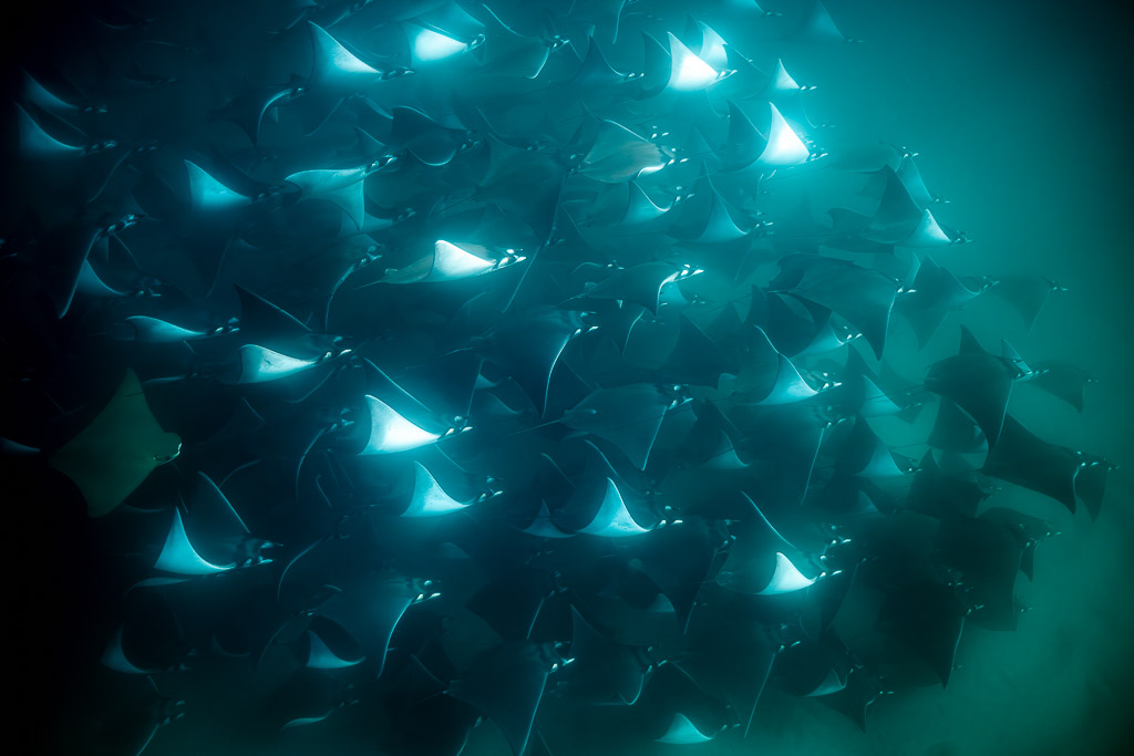 Mobula rays with bright white wingtips crowding in teal water, Magdalena Bay, Baja California Sur, Mexico