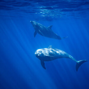 Two bottlenose dolphins swimming one above the other under sun rays, Baja California Sur, Mexico