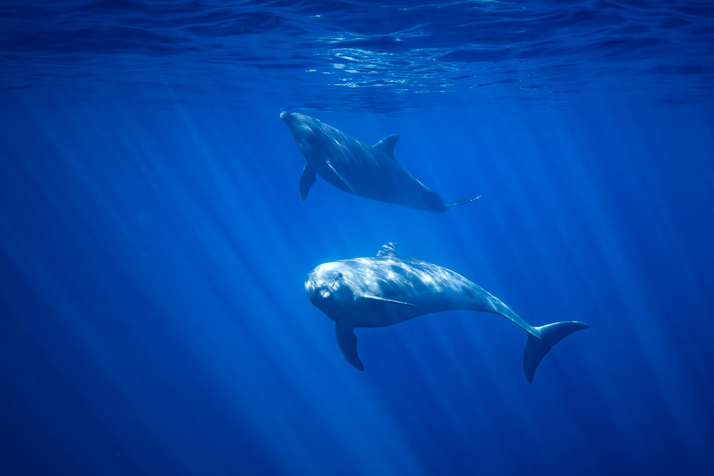 Deux grands dauphins nageant l’un au-dessus de l’autre sous les rayons du soleil, Basse-Californie du Sud, Mexique