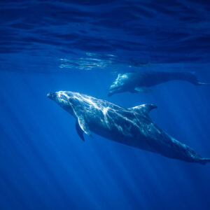 Bottlenose dolphin passing in the foreground with another near the surface, Baja California Sur, Mexico