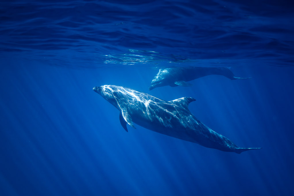 Bottlenose dolphin passing in the foreground with another near the surface, Baja California Sur, Mexico