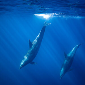 Two bottlenose dolphins diving down from the sunlit surface, Baja California Sur, Mexico