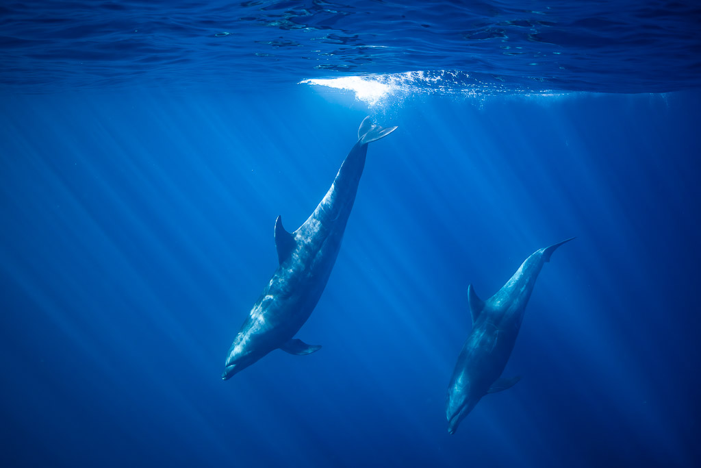 Two bottlenose dolphins diving down from the sunlit surface, Baja California Sur, Mexico