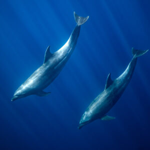 Two bottlenose dolphins descending diagonally in deep blue water, Baja California Sur, Mexico