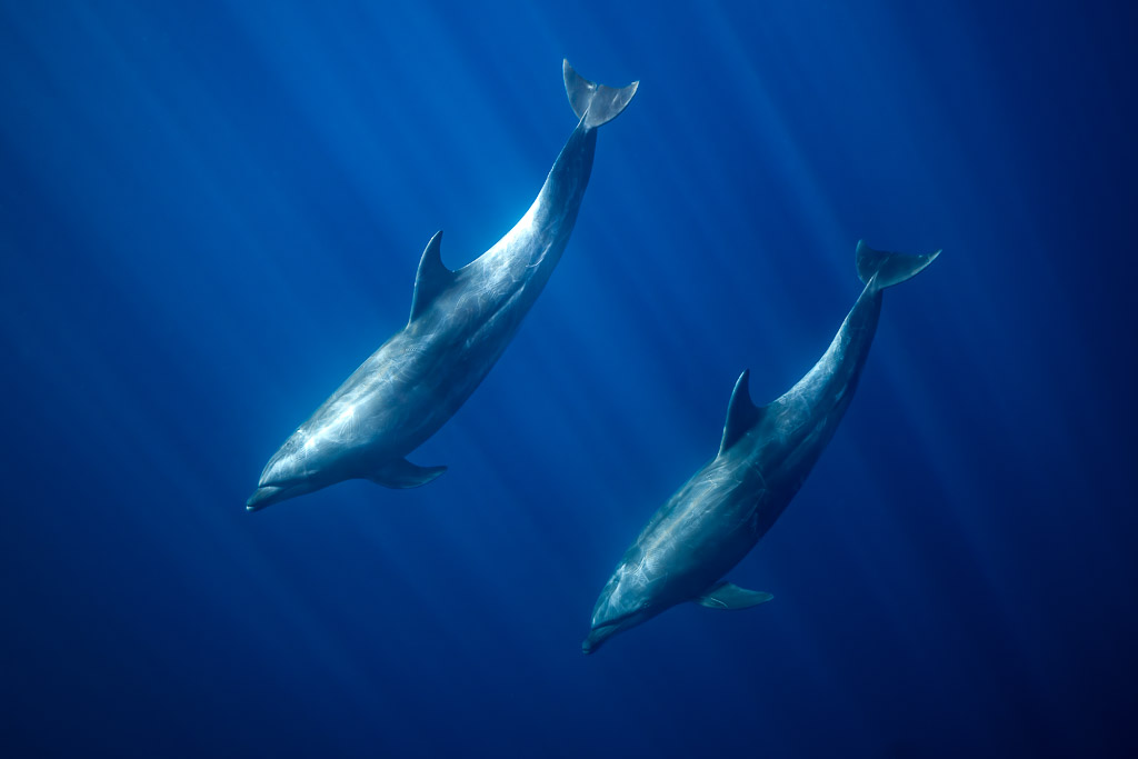 Deux grands dauphins descendant en diagonale en eau bleu profond, Basse-Californie du Sud, Mexique