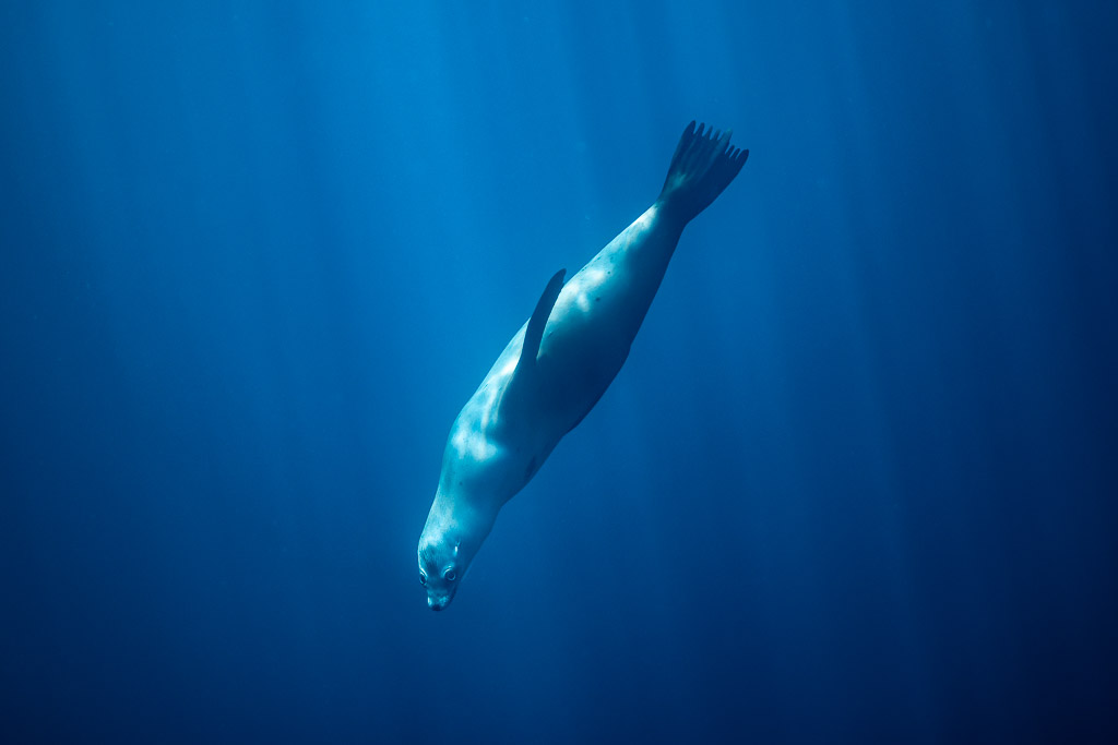Sea lion diving head first into deep blue water, Baja California Sur, Mexico