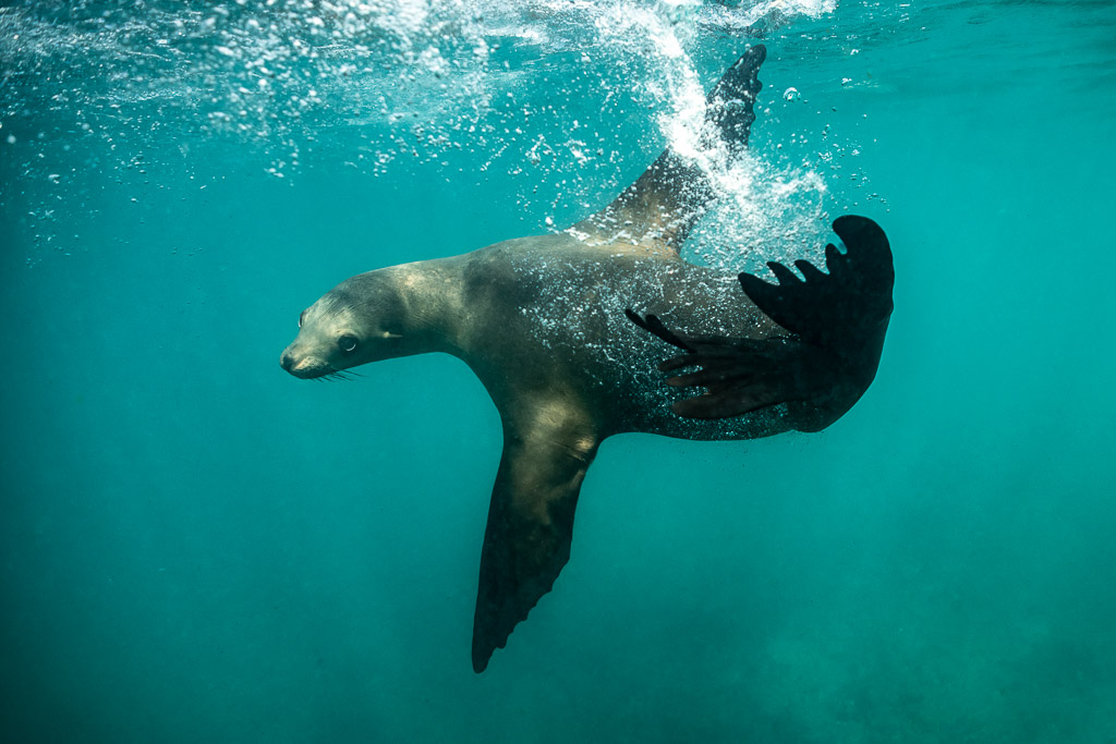 Otarie nageant dans les bulles en eau verte, nageoire levée, Basse-Californie du Sud, Mexique