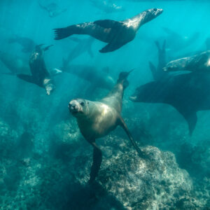 Nombreuses otaries nageant au-dessus d’un récif rocheux en eau turquoise, Basse-Californie du Sud, Mexique