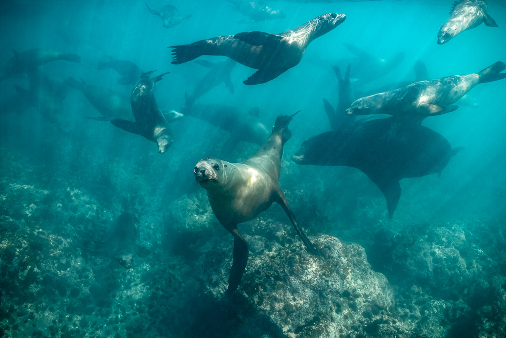 Nombreuses otaries nageant au-dessus d’un récif rocheux en eau turquoise, Basse-Californie du Sud, Mexique