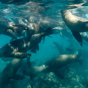 Crowd of sea lions tumbling together just below the surface, Baja California Sur, Mexico