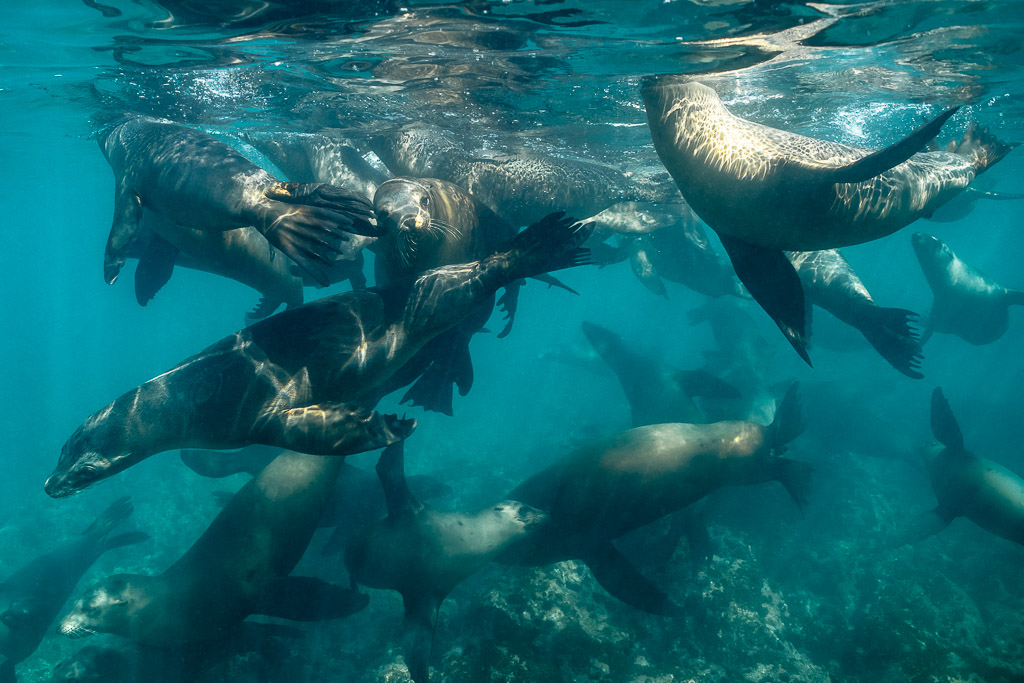 Foule d’otaries se bousculant juste sous la surface, Basse-Californie du Sud, Mexique