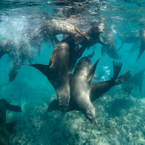 Groupe d’otaries se contorsionnant au-dessus du récif, format carré, Basse-Californie du Sud, Mexique