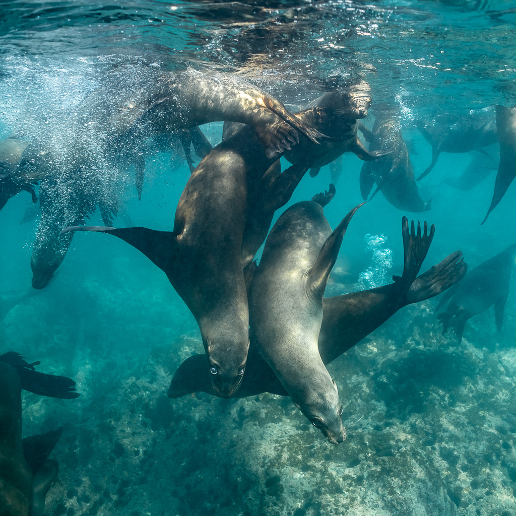 Groupe d’otaries se contorsionnant au-dessus du récif, format carré, Basse-Californie du Sud, Mexique