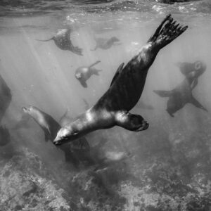 Black-and-white image of a sea lion colony swimming over the reef, Baja California Sur, Mexico