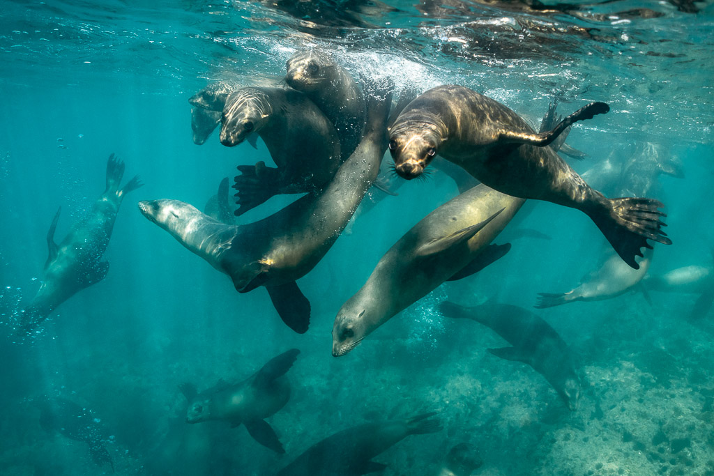 Enchevêtrement d’otaries jouant près de la surface en eau verte, Basse-Californie du Sud, Mexique