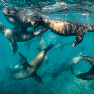 Sea lions twirling in all directions below the surface, Baja California Sur, Mexico