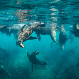 Des dizaines d’otaries nageant sous la surface au-dessus d’un fond rocheux, Basse-Californie du Sud, Mexique