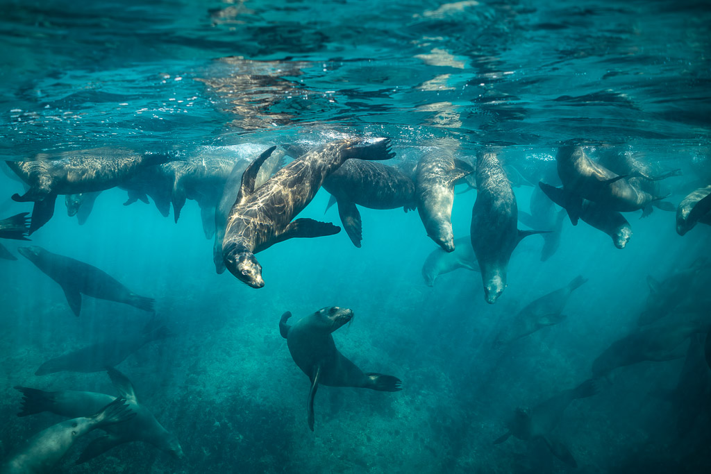 Des dizaines d’otaries nageant sous la surface au-dessus d’un fond rocheux, Basse-Californie du Sud, Mexique