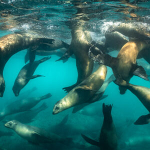Dense group of sea lions swirling together in bright turquoise water, Baja California Sur, Mexico