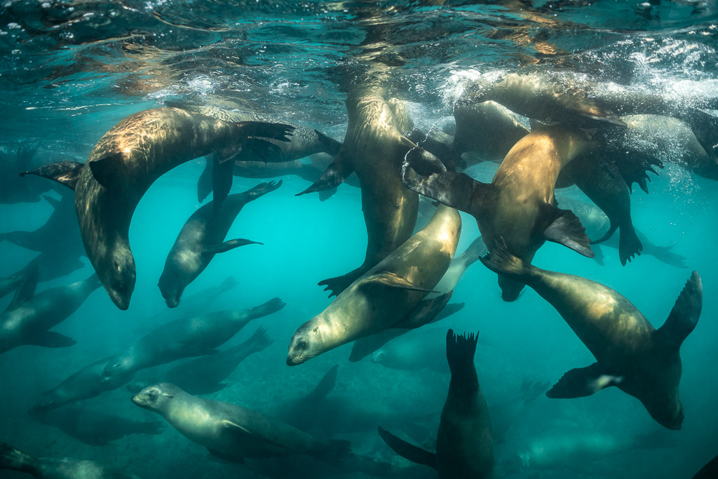 Dense group of sea lions swirling together in bright turquoise water, Baja California Sur, Mexico