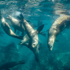 Sea lions diving down from the surface in a busy group, Baja California Sur, Mexico