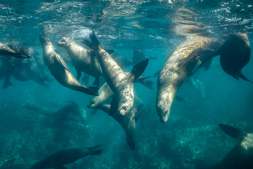 Sea lions diving down from the surface in a busy group, Baja California Sur, Mexico