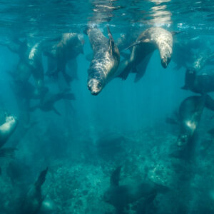 Sea lion hanging vertically near the surface above a large colony, Baja California Sur, Mexico