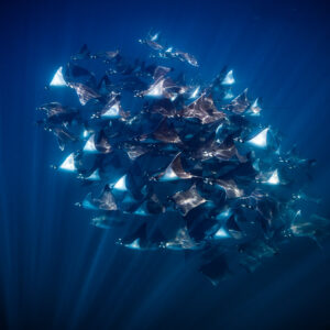 Banc compact de raies mobula en bleu profond aux pointes d’ailes blanches, Basse-Californie du Sud, Mexique