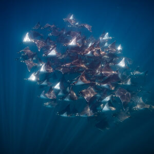 Mobula ray school with reddish backs against dark blue water, Baja California Sur, Mexico