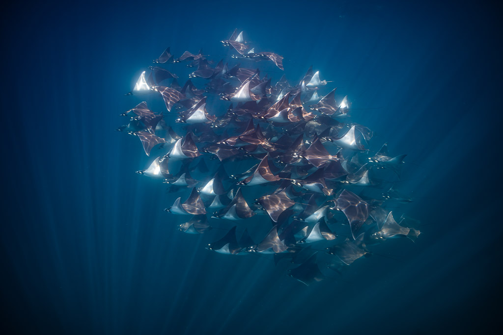Banc de raies mobula au dos rougeâtre sur fond bleu sombre, Basse-Californie du Sud, Mexique